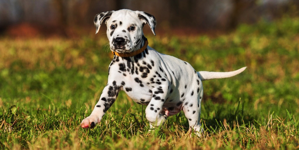 Cachorro de Dalmata en un jardín