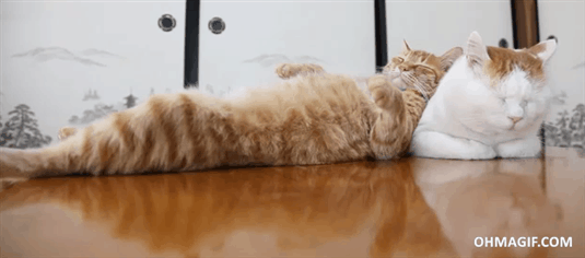 Cats slepping together