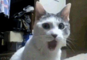 Cat surprised