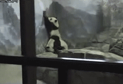Panda tratando de trepar
