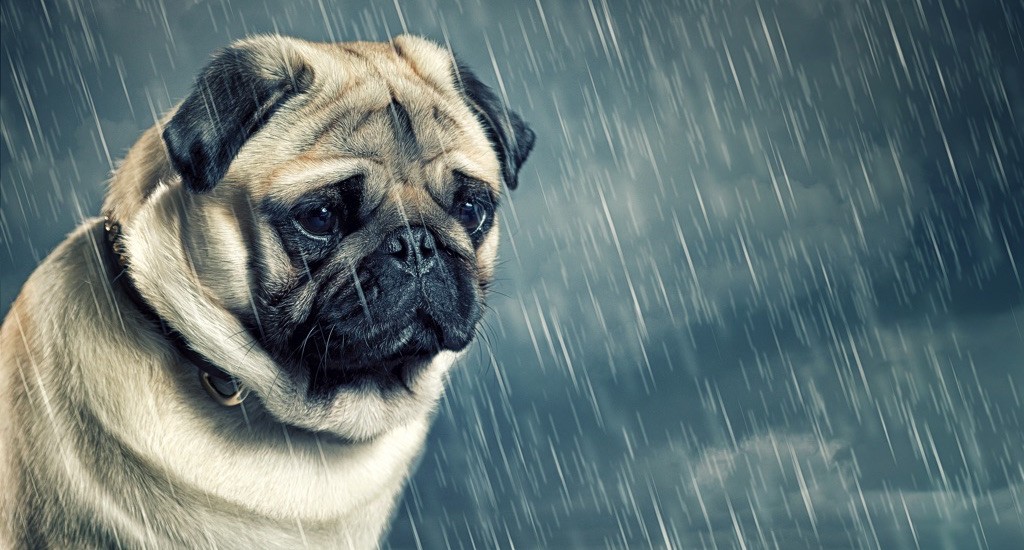 perrito pug triste bajo la lluvia
