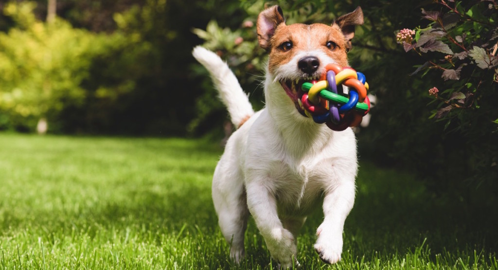 perro pequeño corriendo con una pelota en su boca
