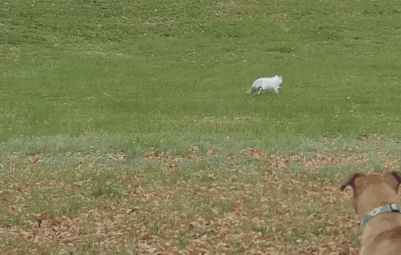Perrito blanco corriendo en la pradera salta una cerca y se cae