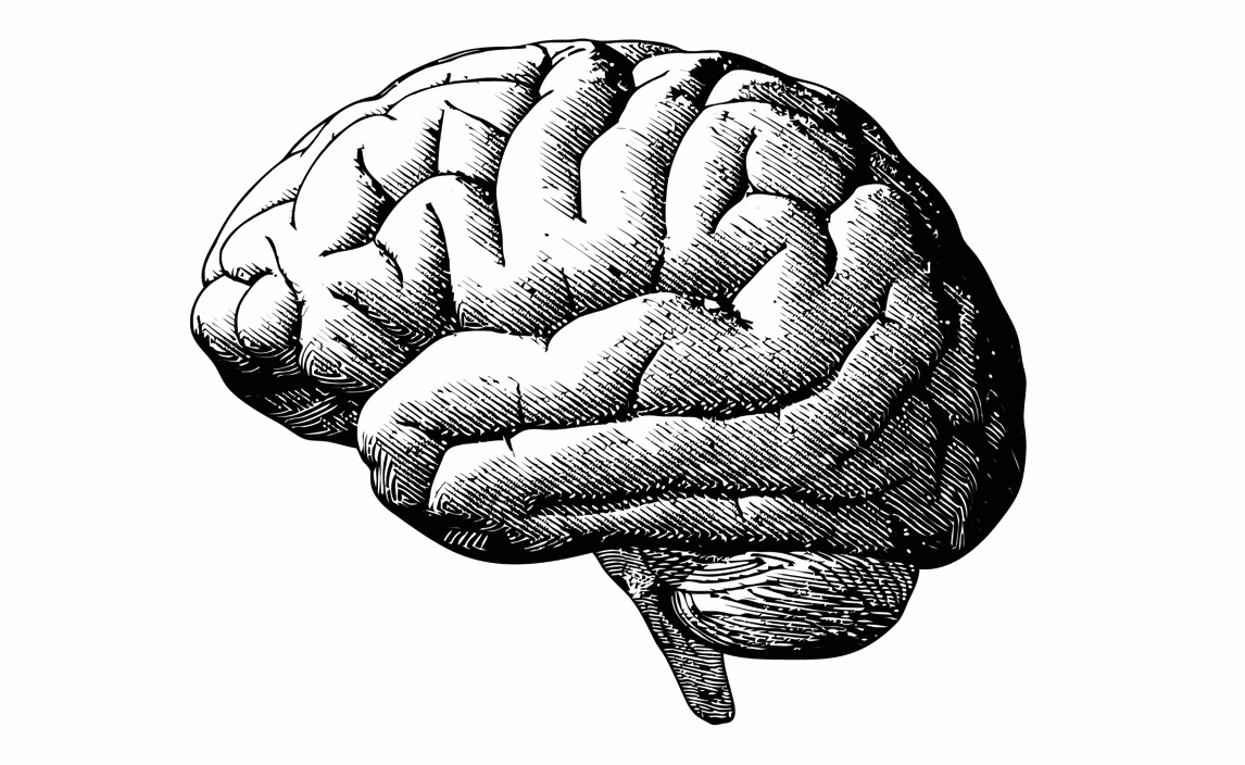 Ilustración dibujada de cerebro en blanco y negro