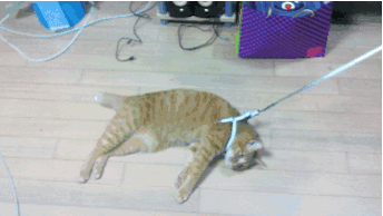 Gato arrastrándose en el piso