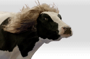 Vaca con cabello rubio que se mueve con el viento