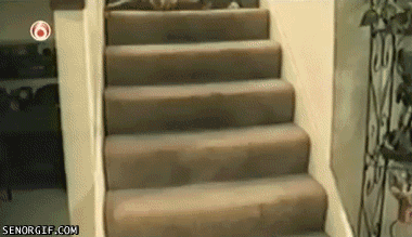 Gatito cayendo por las escaleras