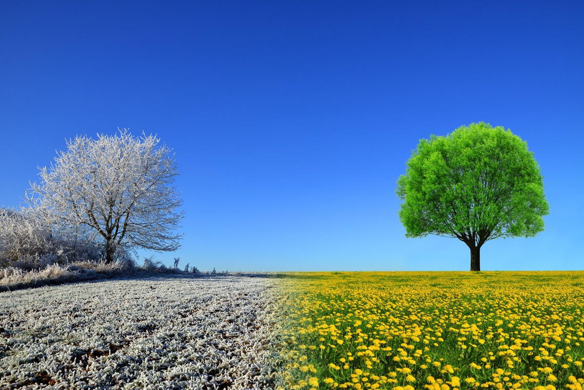 Árbol verde en verano y blanco en invierno