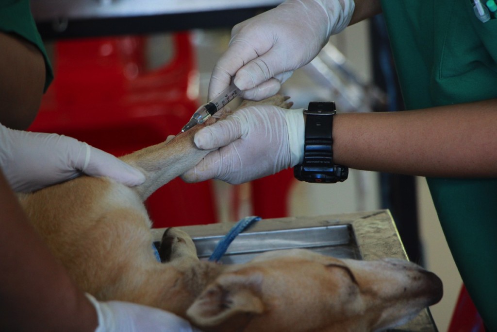 Doctor vacunando a un perro