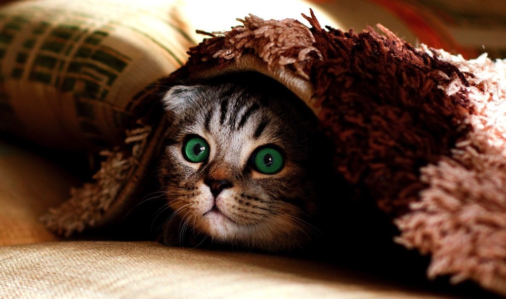 Gatito escondido en un tapete